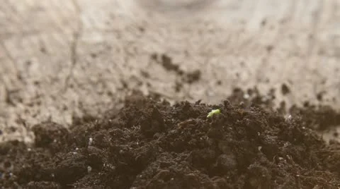 Growing plant time-lapse Stock Footage 22416879