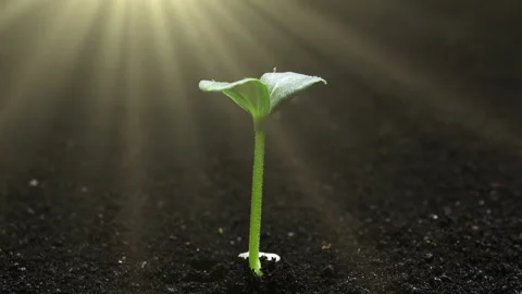 Growing plant in time lapse, Sprouts Germination newborn seeds, Magical Sun rays Stock Footage 220440052