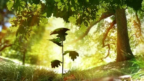 Growing plant under oak tree. Beautiful nature. The last 20 seconds is a loop Vidéo 107173907
