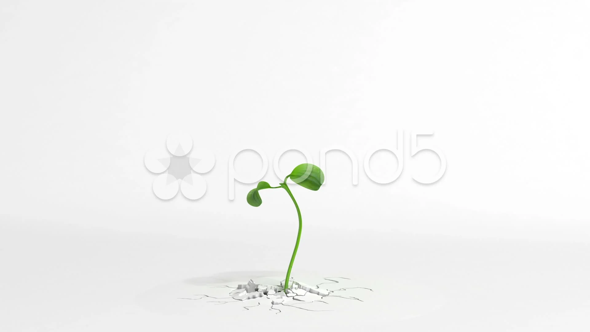 Growing plant on white background | Stock Video | Pond5