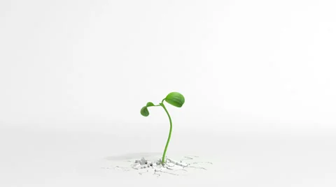 Growing plant on white background Stock Footage