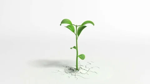 Growing plant on white background 库存影片 84700874