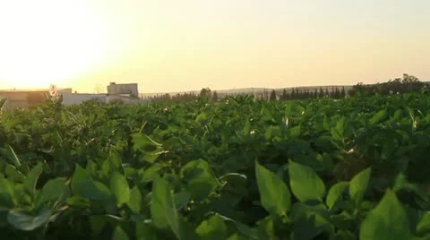 Growing Plantations. Video stock 14211527