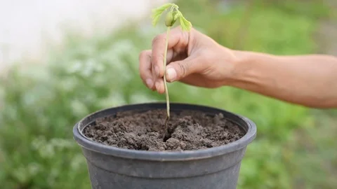 Growing Plants and Vegetables. Stock Footage 100047176