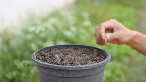 Growing Plants and Vegetables. Stock Footage 100047231