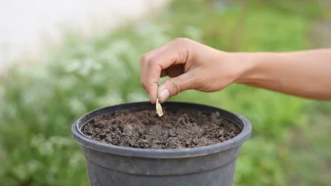 Growing Plants and Vegetables. Stock Footage 100047291