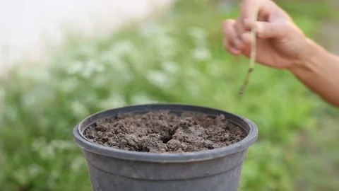 Growing Plants and Vegetables. Stock Footage 100047299