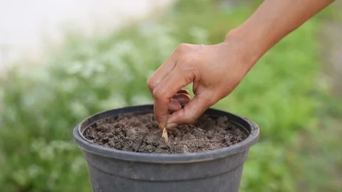 Growing Plants and Vegetables. Stock Footage 100047389
