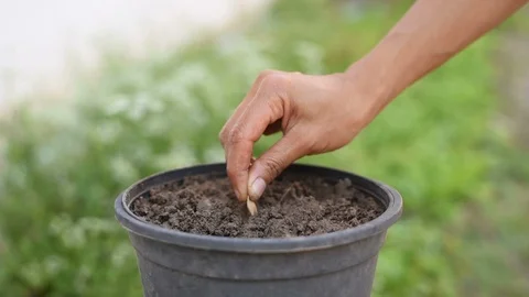 Growing Plants and Vegetables. Stock Footage 100047397