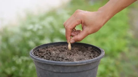 Growing Plants and Vegetables. Stock Footage 100047464
