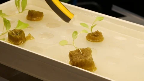 Growing plants in artificial LED lighting. Organic hydroponic vegetable garden Stock Footage 91382954