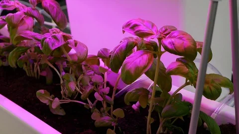 Growing plants in artificial LED lighting. Organic hydroponic vegetable garden Stockbeeldmateriaal 91382971