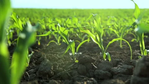 Growing Plants Field of Young Corn Sprouts. Food Modification Crop Farming Stock Footage 91259281