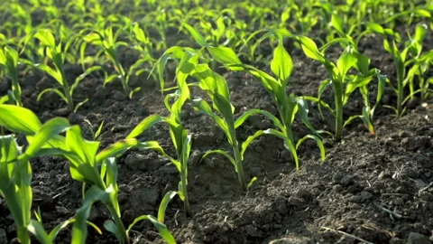 Growing Plants Field of Young Corn Sprouts. Food Modification Crop Farming Stock Footage 91259775