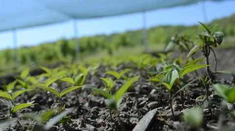 Growing plants Video stock 44613372