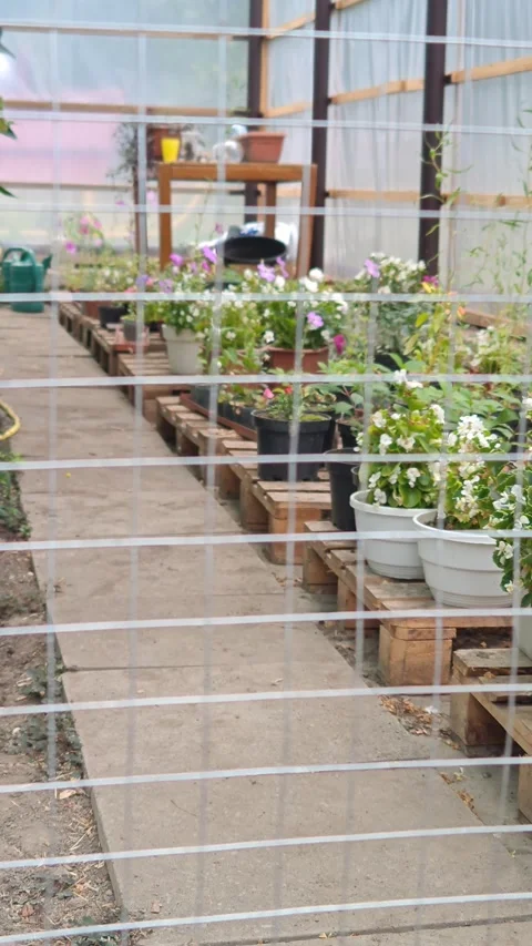 Growing plants Stock-Footage 317116277