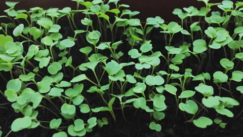 Growing plants with horizontal movement Stock Footage 151901277