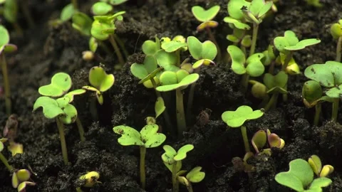 Growing plants life growth nature timelapse organic earth botanic flora Stock Footage 218420691