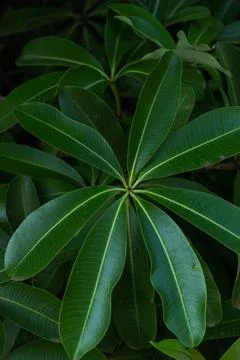 Growing Plants with Natural pattern. Stock Photos