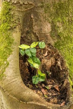 Growing plants out of a hole in a tree and green moss Stock Photos