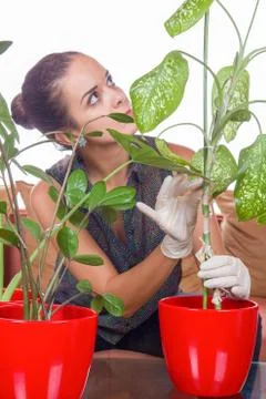 Growing plants Stock Photos