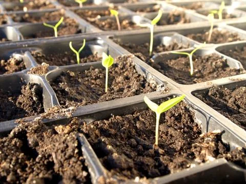 Growing plants 库存照片