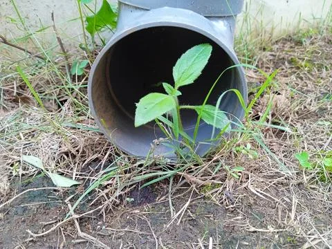 Growing plants Stock Photos
