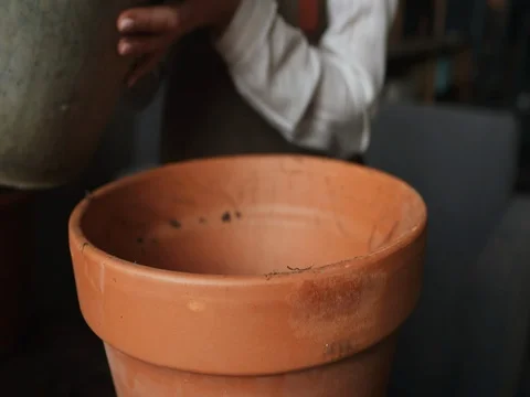 Growing plants in pots at home. Stock Footage 77965377
