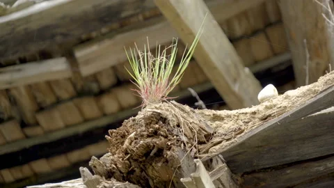 The growing plants on the ruined logs Stock Footage 137362355