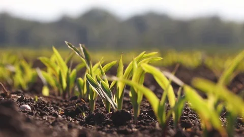 Growing plants seedings Stock-Footage 129618797
