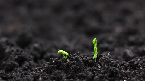 Growing plants from seeds in spring timelapse, sprouts germination newborn Peas Stock Footage 156329320