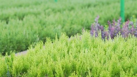 Growing plants to solve environmental problems. Resource renewal after 動画素材 113862816