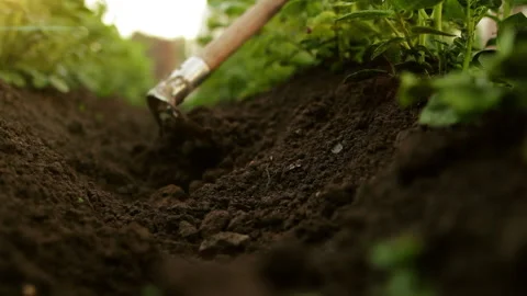 Growing plants in spring. Close up view work in garden, hilling or spudding Stock-Footage 144226208
