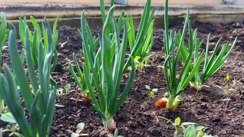 Growing plants in spring, germination of young green onion sprouts Stock Footage 252719720