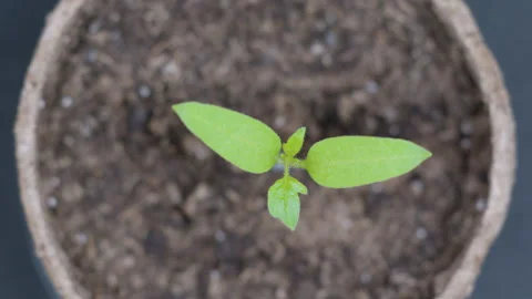 Growing plants in Spring, Sprouts Germination newborn Сherry. Video stock 146140212