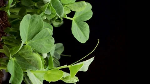 Growing plants in spring, time lapse, Sprouts germination newborn pea microgreen Stock Footage 169969599