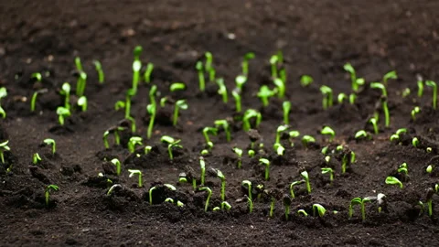 Growing plants in spring timelapse, food sprouts germination, newborn sunflower Stock Footage