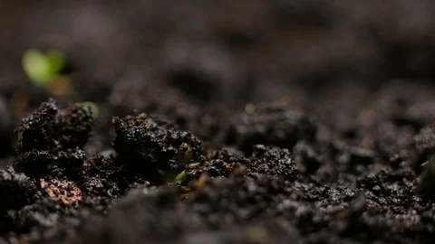 Growing plants in spring timelapse, sprouts germination newborn cress salad Stock Footage 116261944