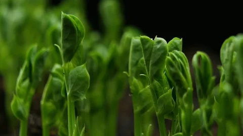 Growing plants in Spring Timelapse, Sprouts Germination newborn Pea plant in Stock Footage 122160009