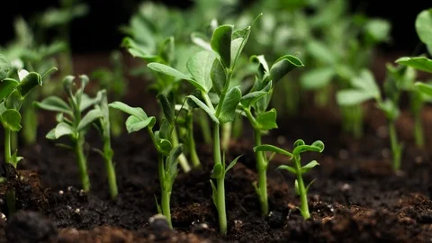 Growing plants in spring timelapse, sprouts germination newborn food plant in Stock Footage