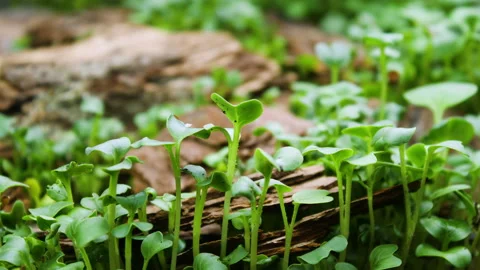 Growing Plants in Spring Timelapse, sprouts germination in greenhouse, Forest Stock Footage 138100950
