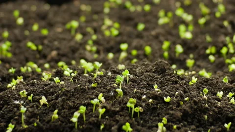 Growing plants in spring timelapse, sprouts germination from seeds, newborn Stock Footage