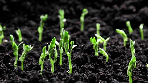 Growing plants in spring timelapse, sprouts germination from seeds, newborn pea Stock Footage 158839426