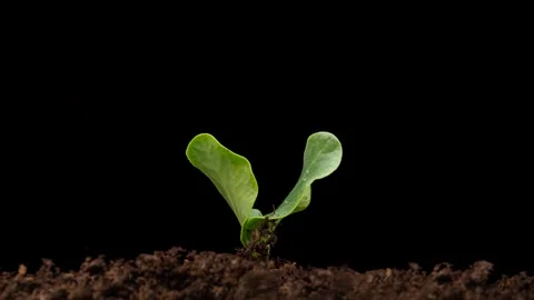 Growing plants in spring, timelapse. Sprouts germination newborn Cucumber. Green Stock Footage 287733396