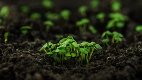Growing plants, sprouts germination basil plant in greenhouse agriculture Stock Footage 120655203