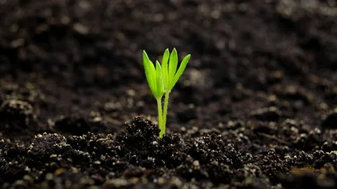 Growing Plants Sprouts Germination. New Born, New Life in Spring Agriculture Stock Footage 169456371