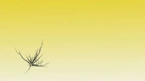 Growing plants at sunrise Stock Footage 71276059