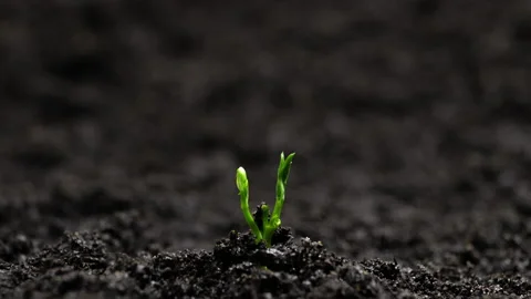 Growing plants time lapse cucumber sprouts germination soil spring seeds nature Stock Footage 232962718