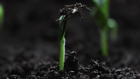 Growing plants time lapse. Green vegetables sprout slowly growing from soil Stock Footage 239393141