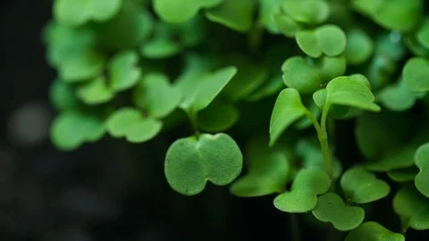 Growing plants in time-lapse. Macro shot natural green background in motion Stock Footage 129745671